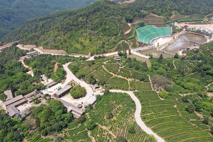 大宝山景区茶旅结合发展茶文化旅游成为众多游客新向往之地(胡金辉摄）.jpg