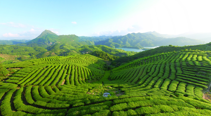 丰顺县茶产业成为生态富民产业（谭楚湘摄）.jpg