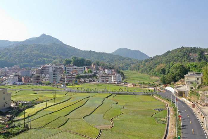砂田镇黄花村乡村美景（胡金辉摄）_副本.jpg